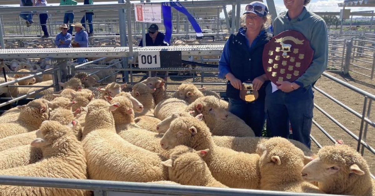 New season lamb supply lags behind 2021 as prices hold firm • Australian Poll Dorset Association