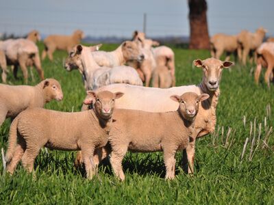 1st x ewes with lambs 3