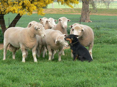 Rams and Dog for Journal