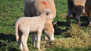 BP lamb 10 days 1