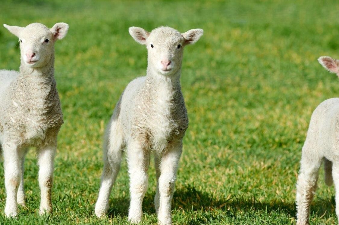 IMG 20190729 165352 01 2