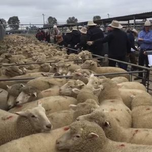 Wagga Wagga 20 June 2019 1