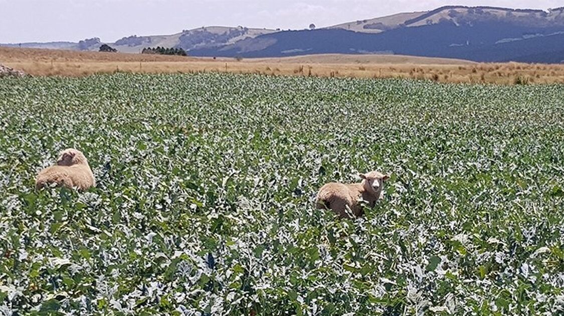 Lamb finishing featured