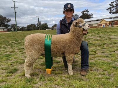 NSW Dorset Champs6