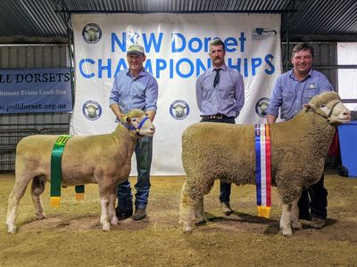 NSW Dorset Champs4