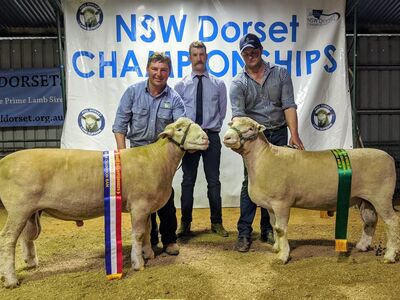 NSW Dorset Champs5