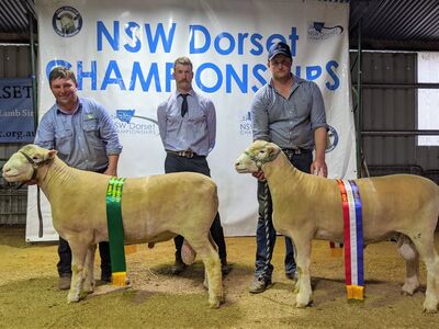 NSW Dorset Champs2