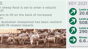 MLA sheep projections