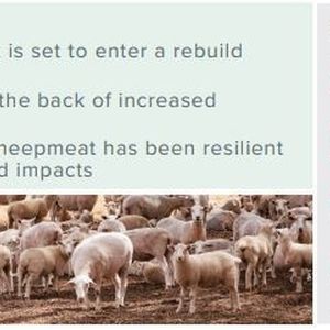 MLA sheep projections