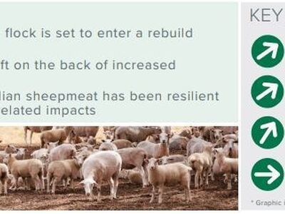 MLA sheep projections