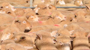 Front page pointer lamb pic