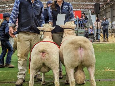 PXL 20230715 062949962