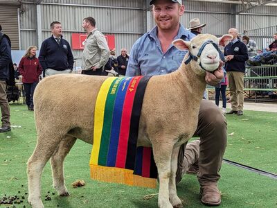 ASWS Supreme Interbreed