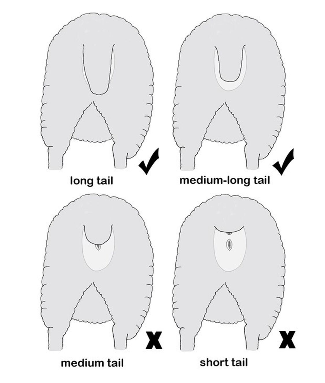 Are you docking to the right length? • Australian Poll Dorset Association 