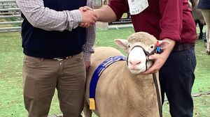 Sheepvention Champion Ewe