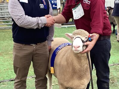 Sheepvention Champion Ewe