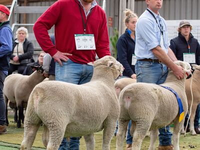 Sheepvention lambplan