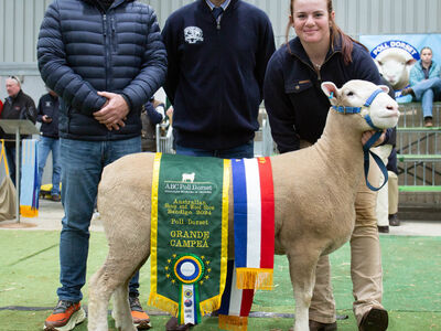 Grand Champion Ewe Valley Vista2024 ASWS