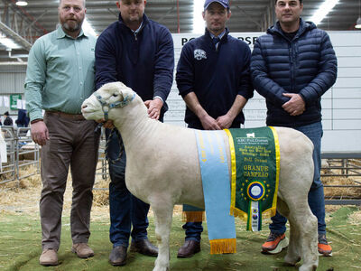 Grand Champion Ram Springwaters 2024 ASWS