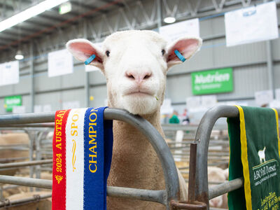 Poll Dorset 2024 ASWS