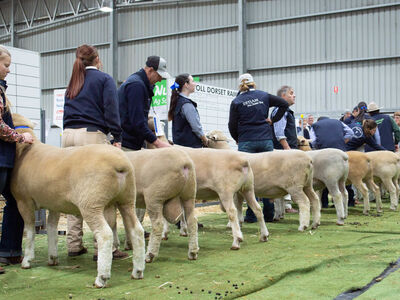 Poll Dorset Judging 2024 ASWS