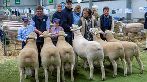 Poll Dorset Ram Judging 2024 ASWS