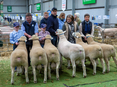 Poll Dorset Ram Judging 2024 ASWS