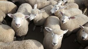 New season lambs 2 800x500