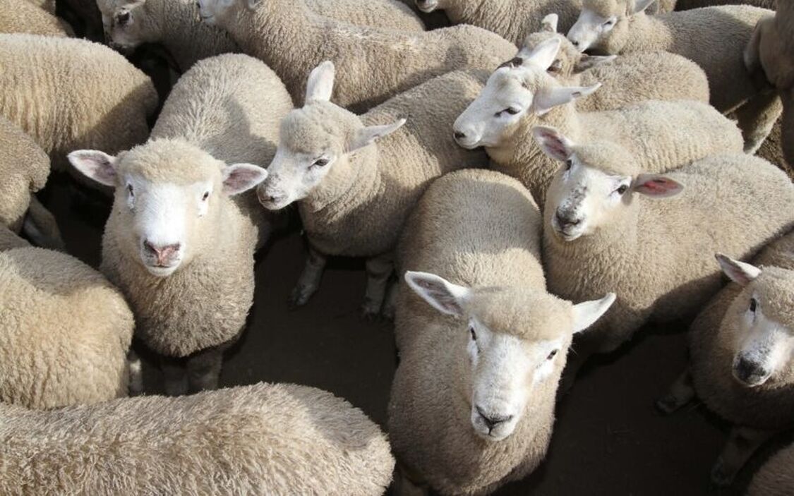 New season lambs 2 800x500