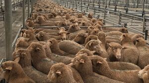 0y9guat5bxqif1snfwl6cy9ns4dndlqh